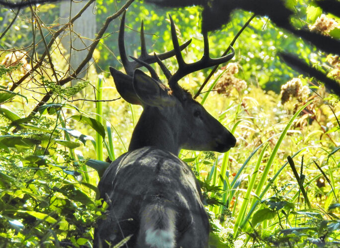 Hunter safety refresher course ahead of big game season News, Sports